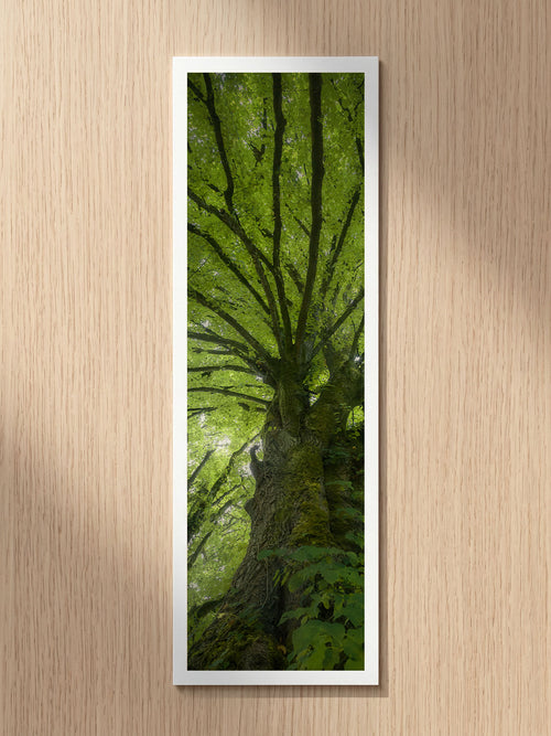 Tree Shepherd fine art bookmark printed on 100% cotton paper