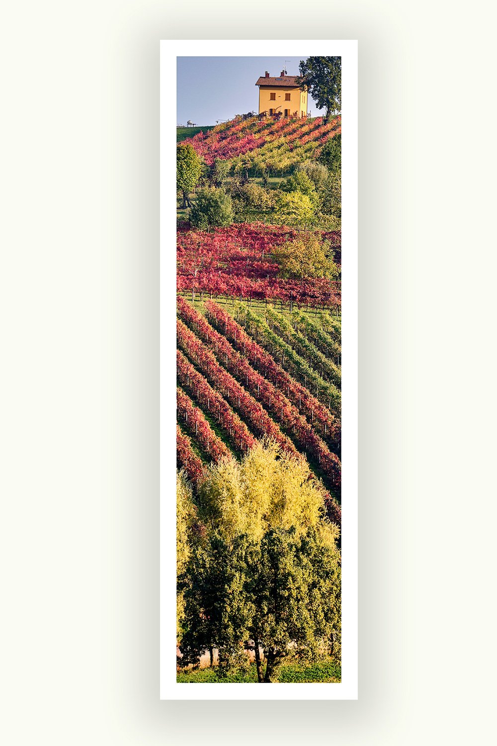 Vineyards